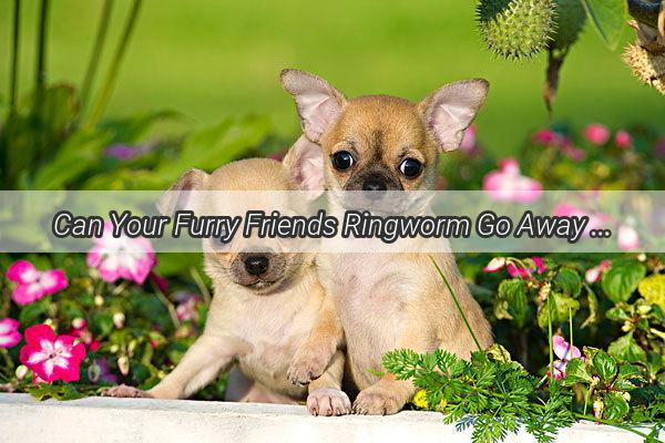 Can Your Furry Friends Ringworm Go Away on Its Own Discover the Truth Behind Unattended Canine Dermatitis